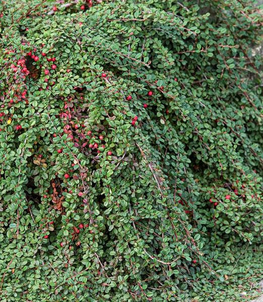 Cotoneaster procumbens 'Streib's Findling'